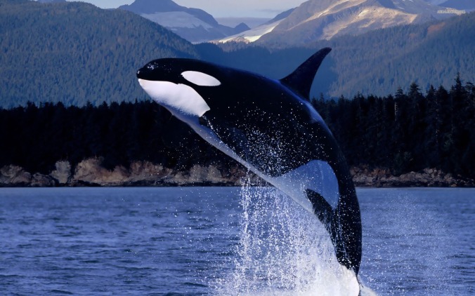 size-of-killer-whale